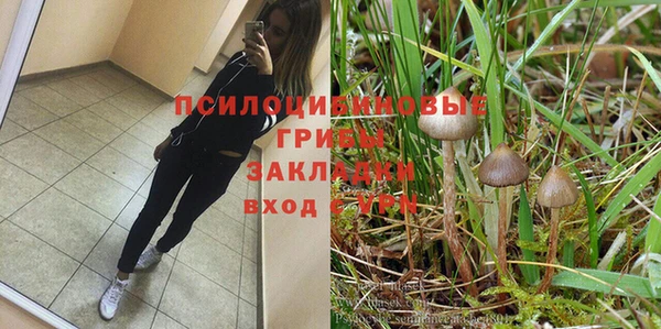 прущие грибы Алзамай
